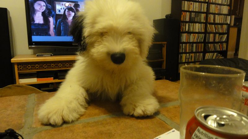 Old English Sheepdog