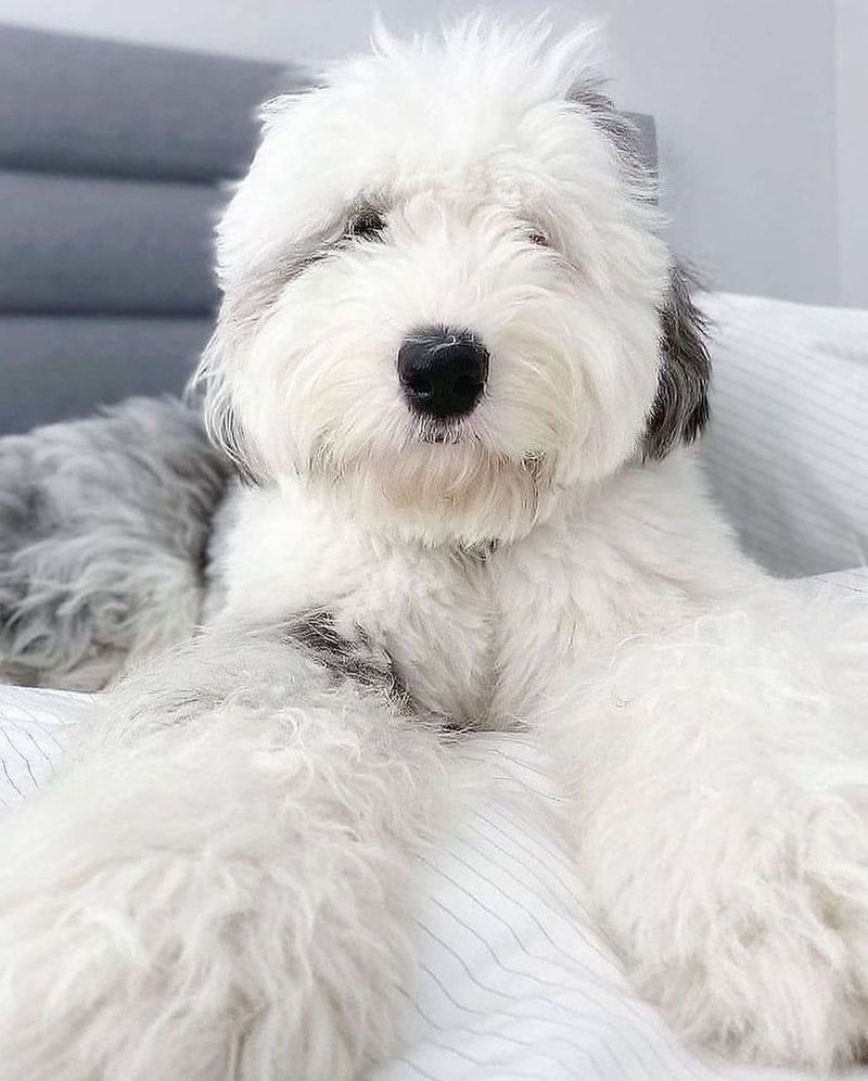 Old English Sheepdog