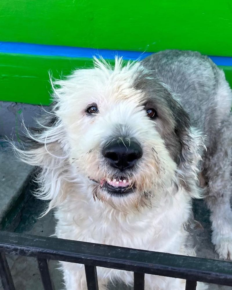 Old English Sheepdog