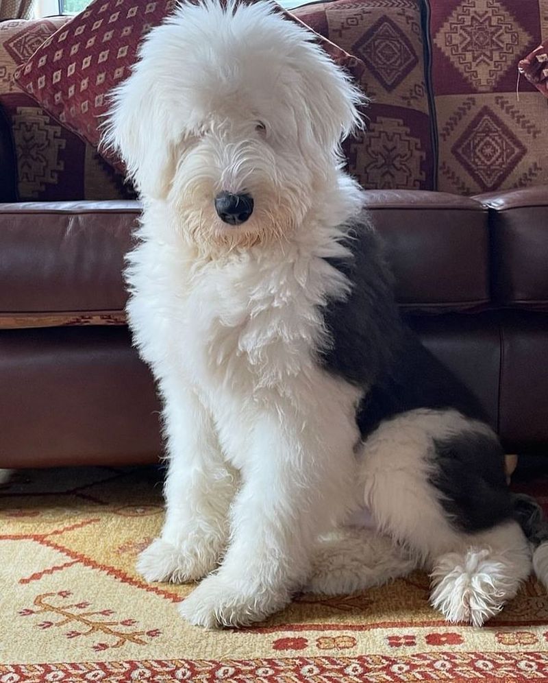 Old English Sheepdog