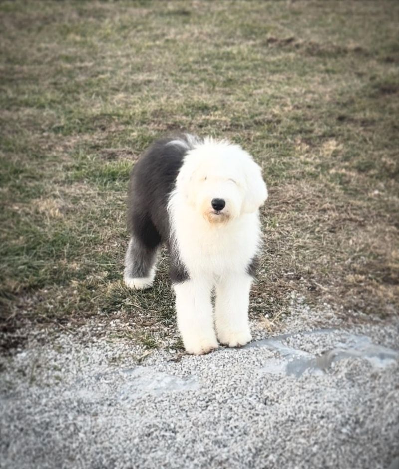 Old English Sheepdog