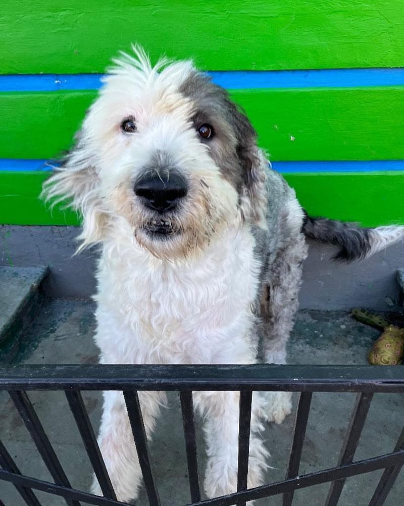 Old English Sheepdog