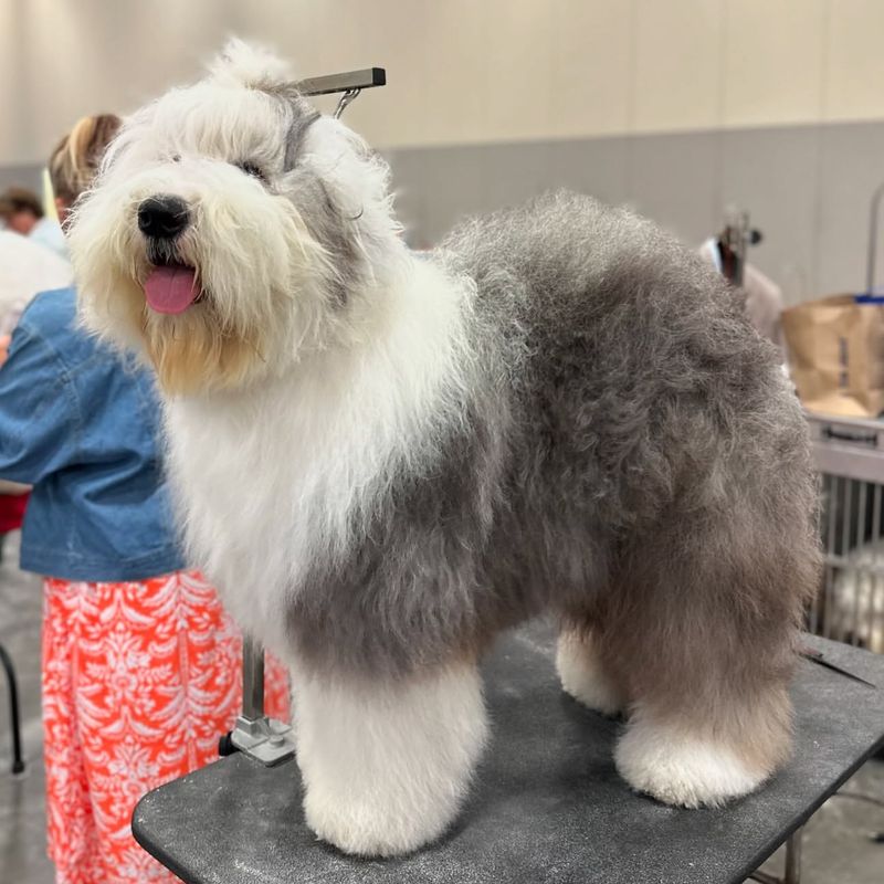 Old English Sheepdog