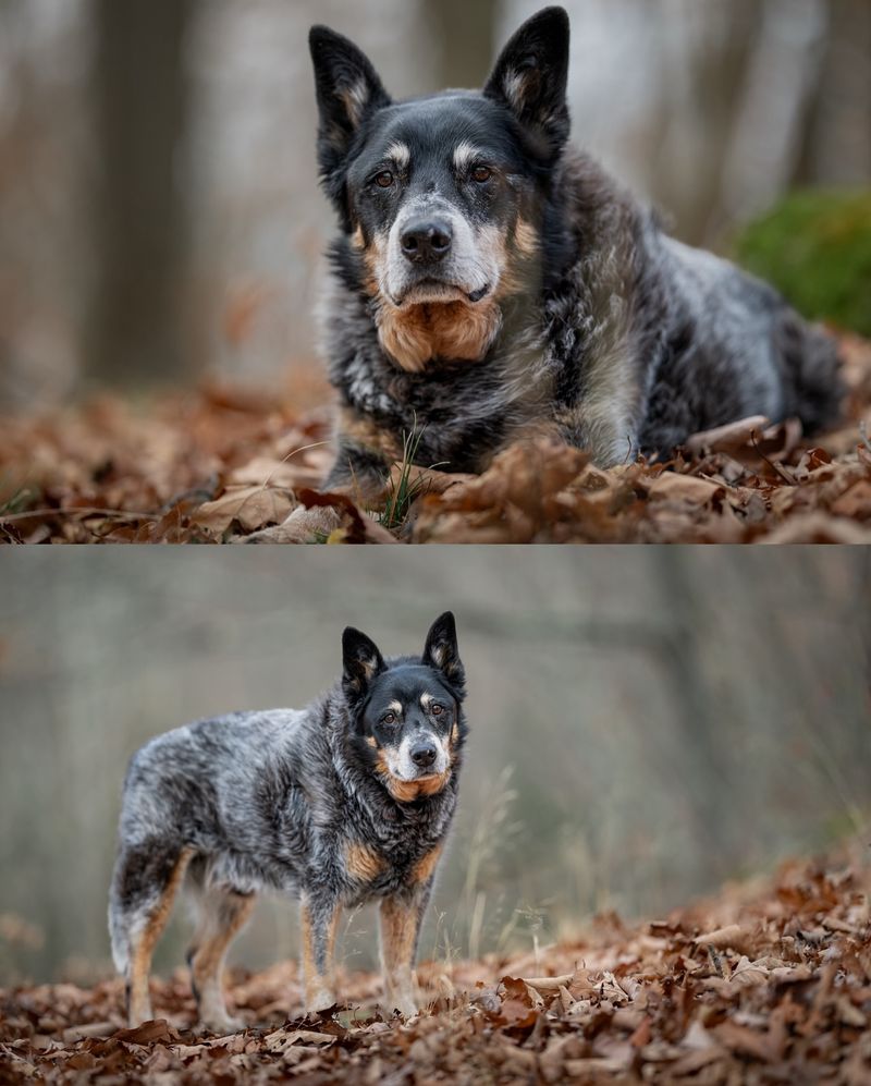 Origin of the Breed