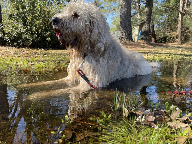 Otterhound