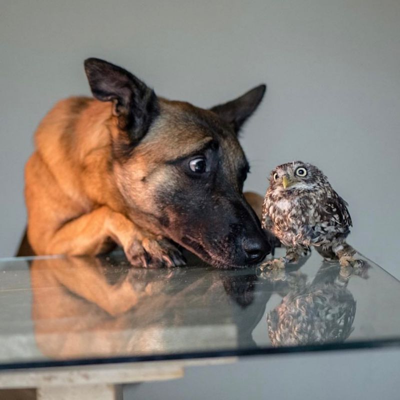 Owls