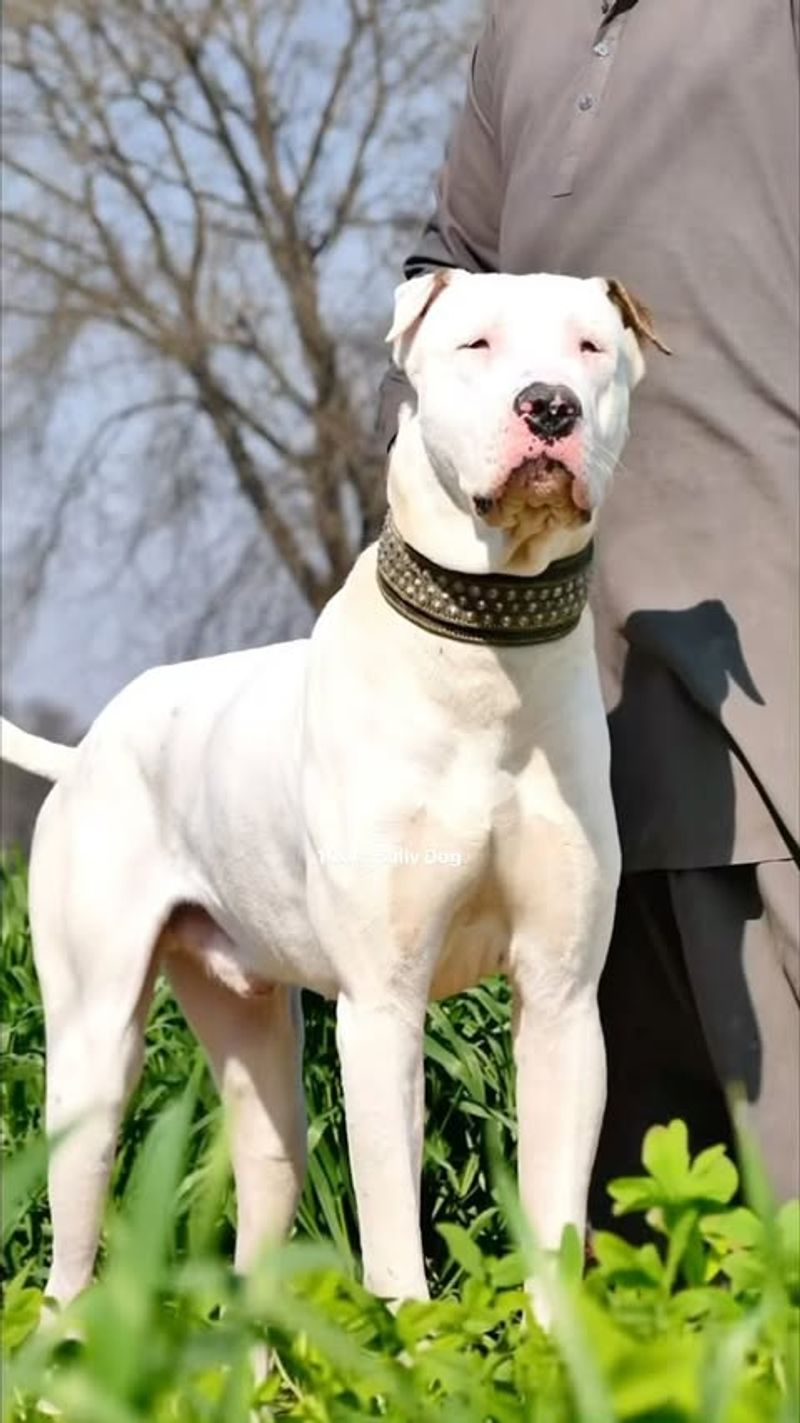 Pakistani Mastiff (Bully Kutta)