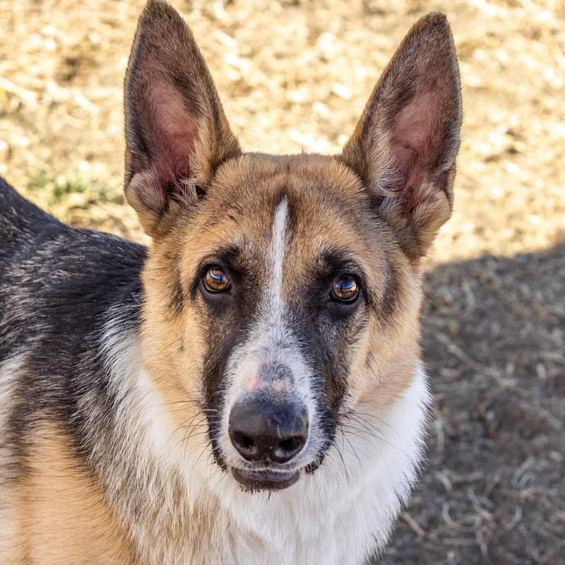 Panda German Shepherd