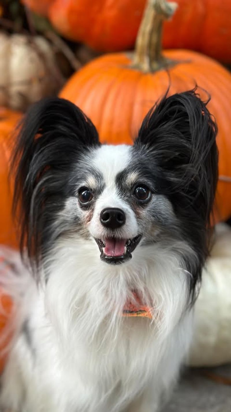 Papillon