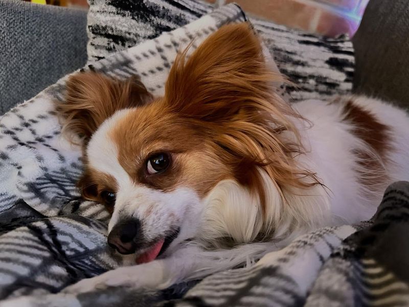 Papillon