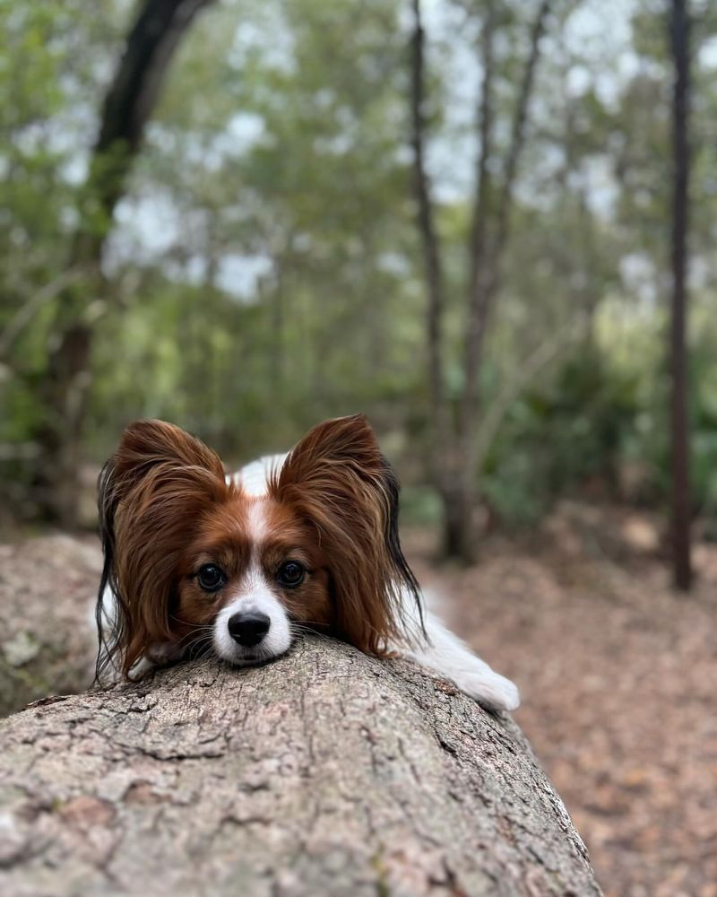 Papillon