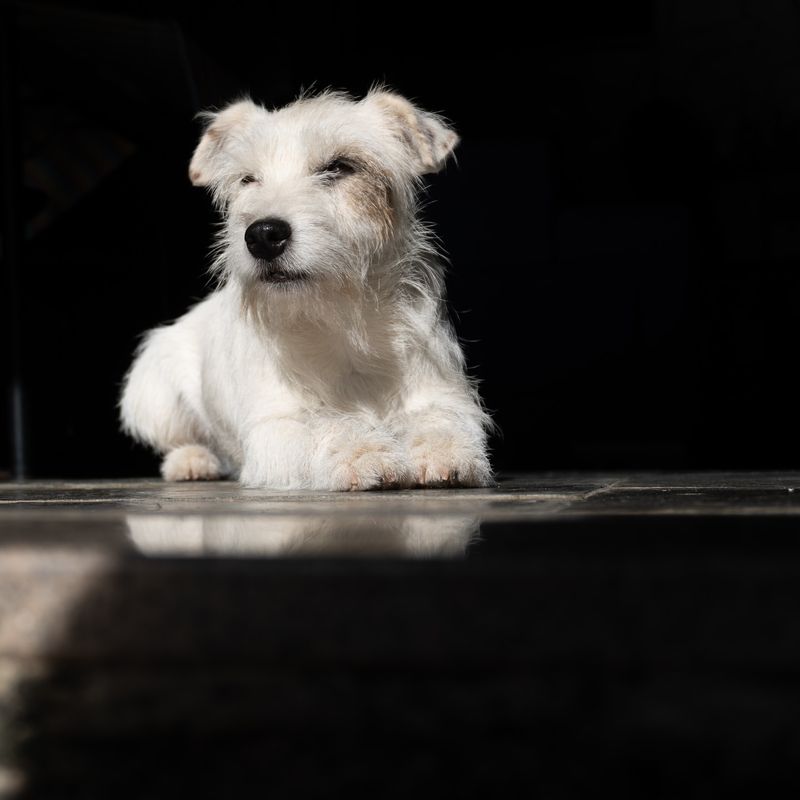 Parson Russell Terrier