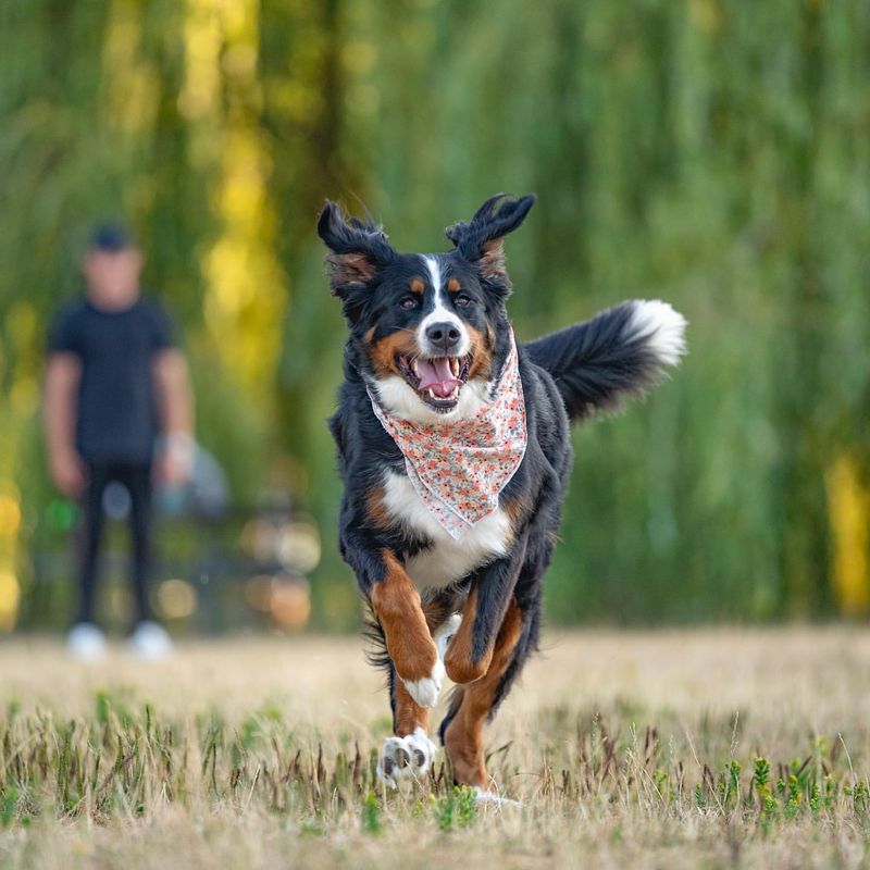 Participating in Dog Sports