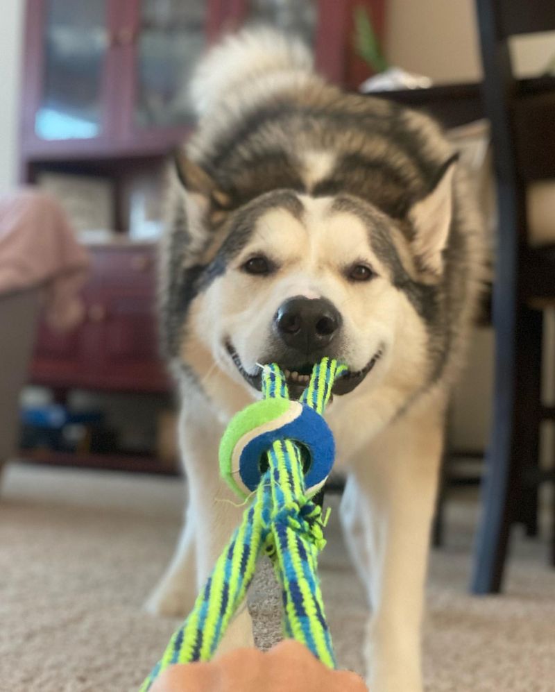 PawTastic Tug Rope