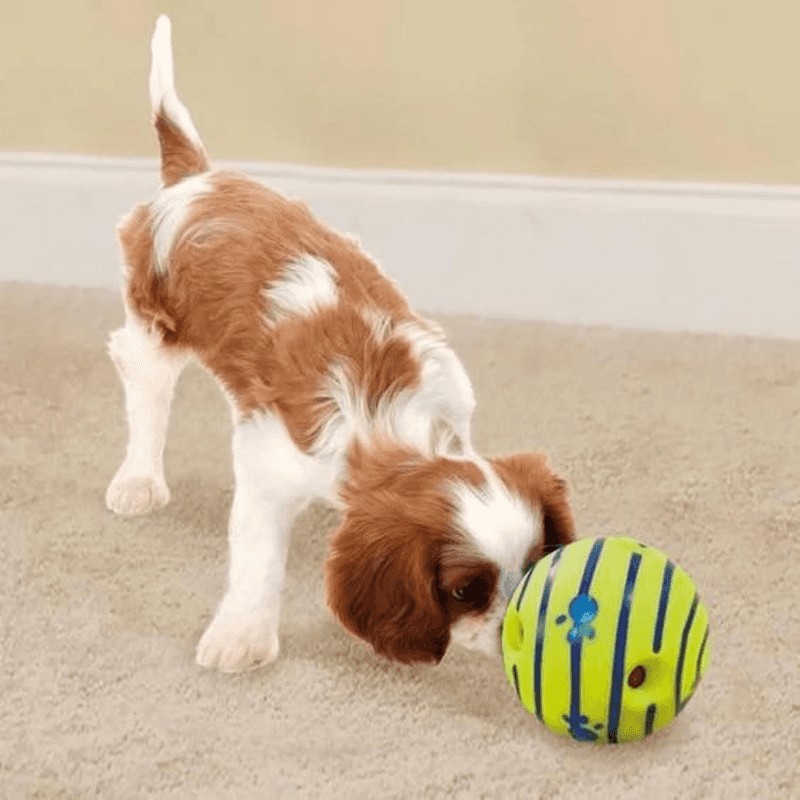 Pawfect Playtime Rubber Ball