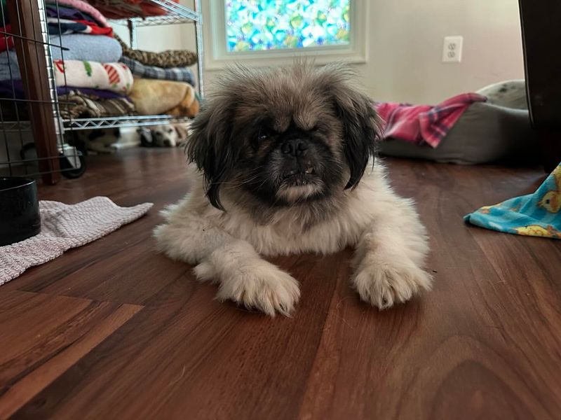 Pekingese