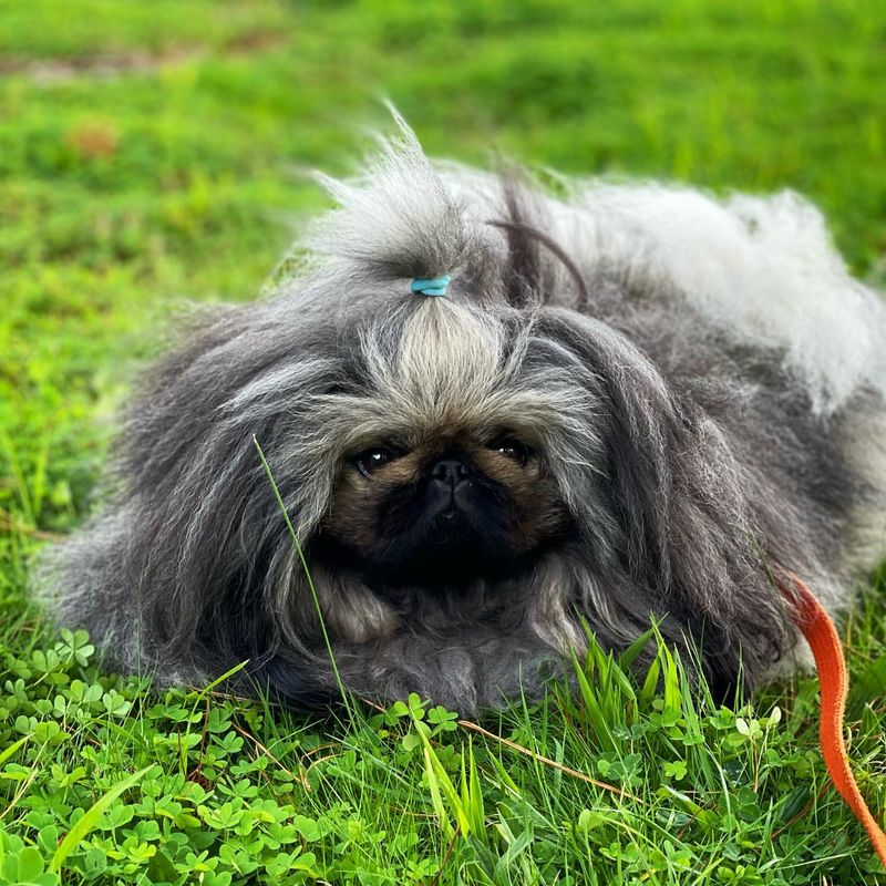 Pekingese