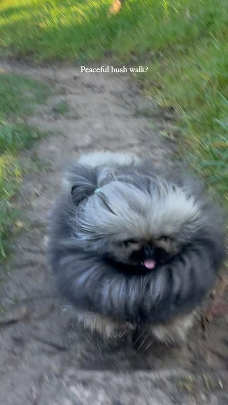 Pekingese