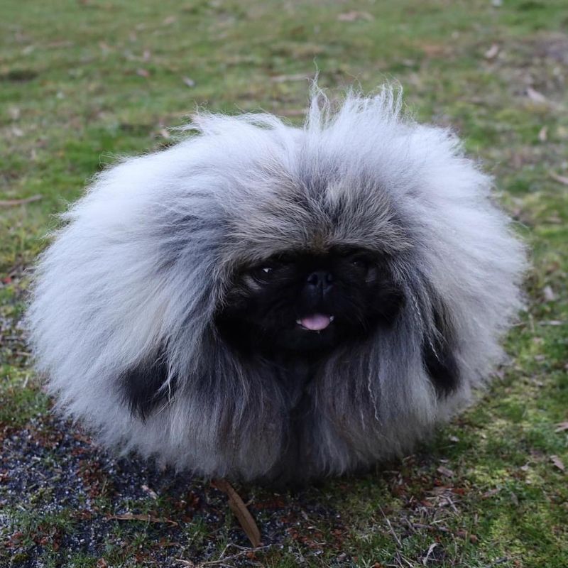 Pekingese