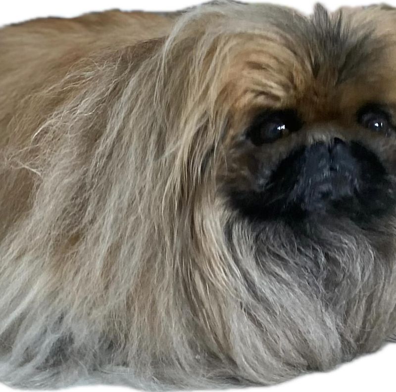 Pekingese