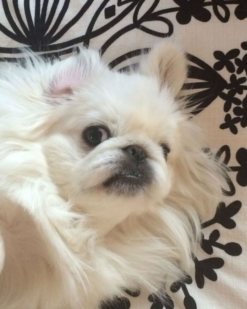 Pekingese