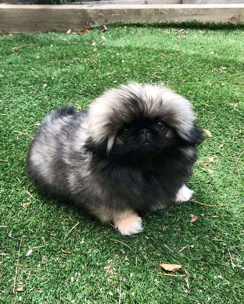 Pekingese