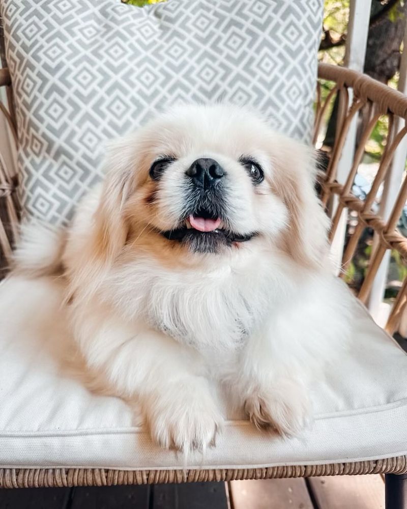 Pekingese (White)