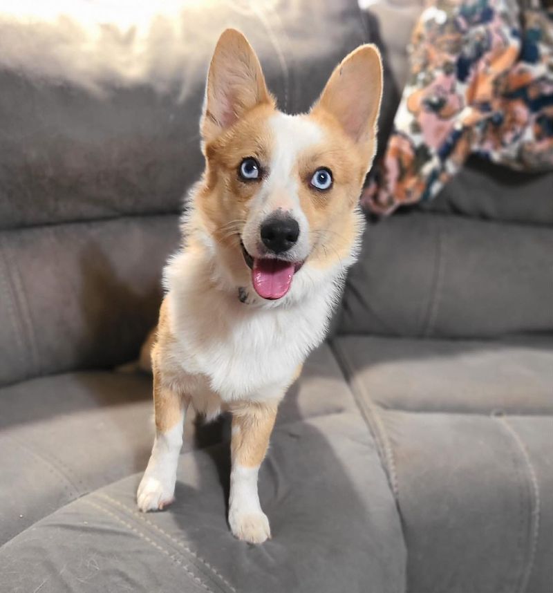 Pembroke Welsh Corgi