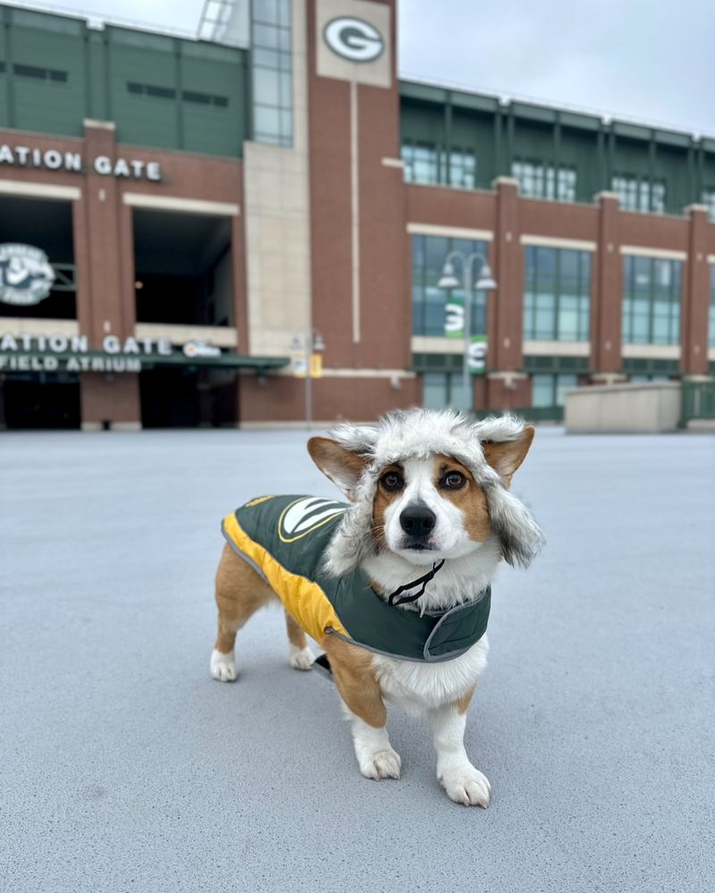 Pembroke Welsh Corgi