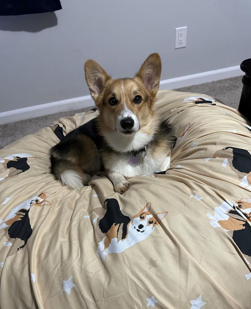 Pembroke Welsh Corgi