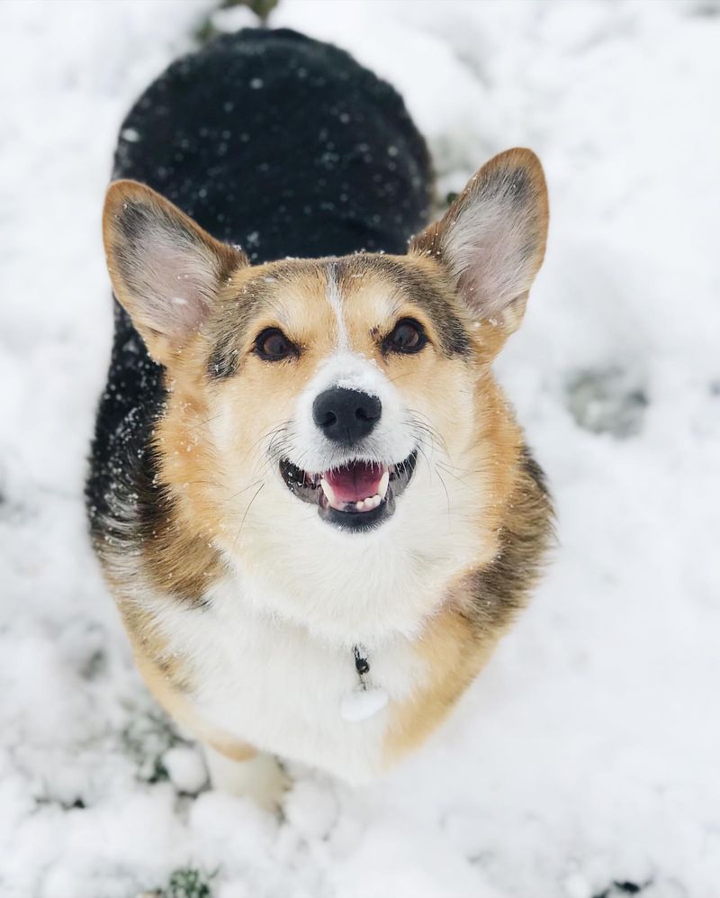 Pembroke Welsh Corgi