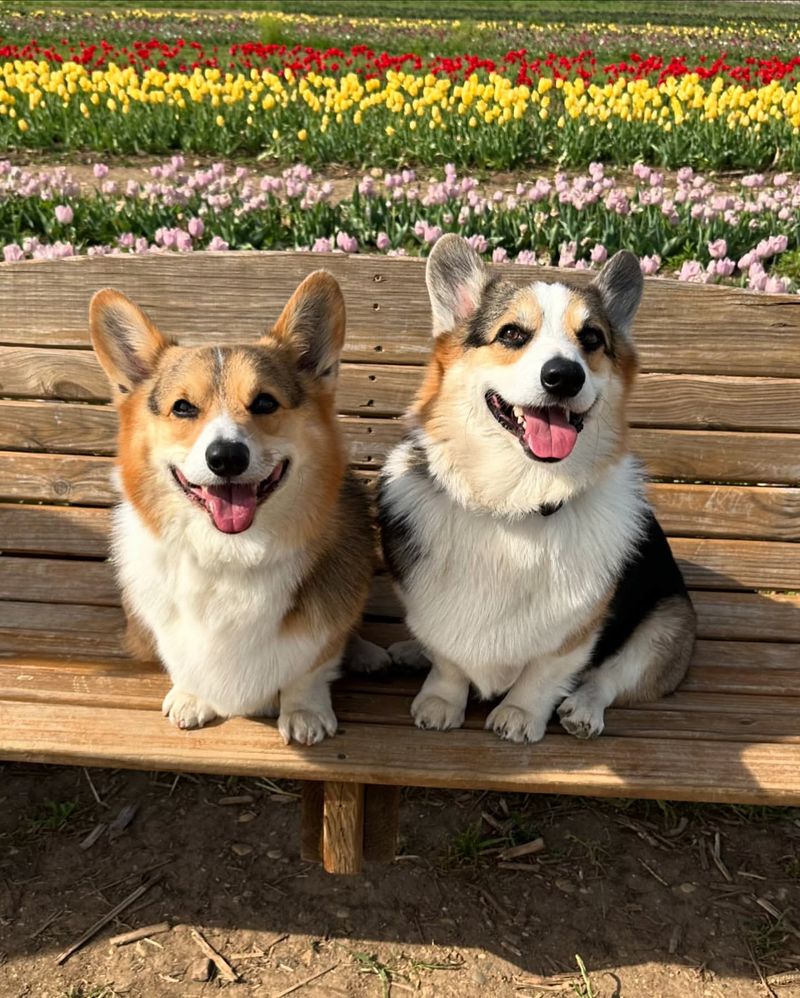 Pembroke Welsh Corgi