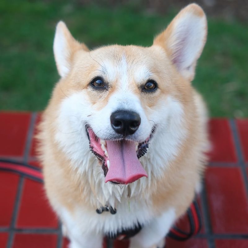 Pembroke Welsh Corgi