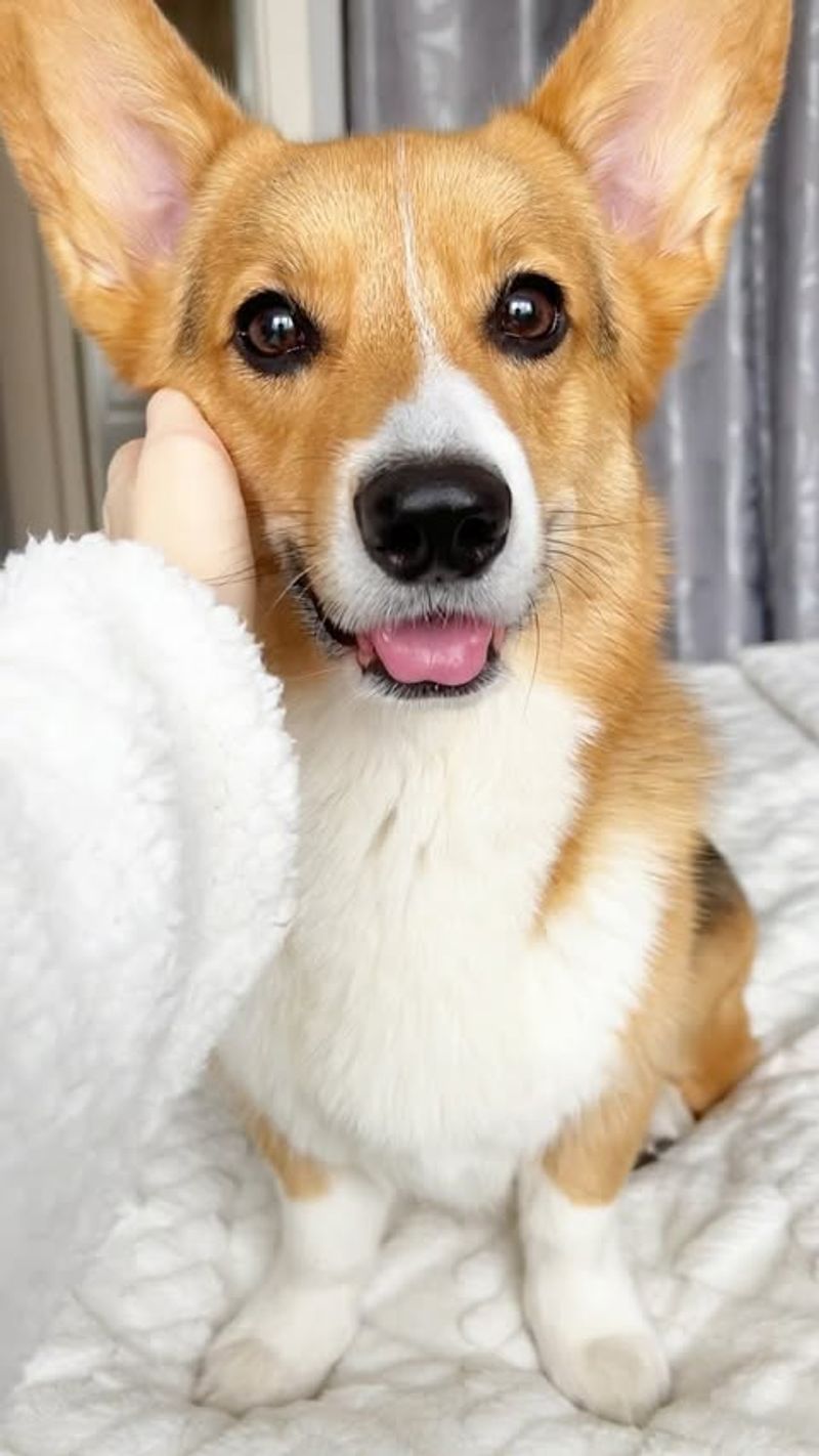 Pembroke Welsh Corgi