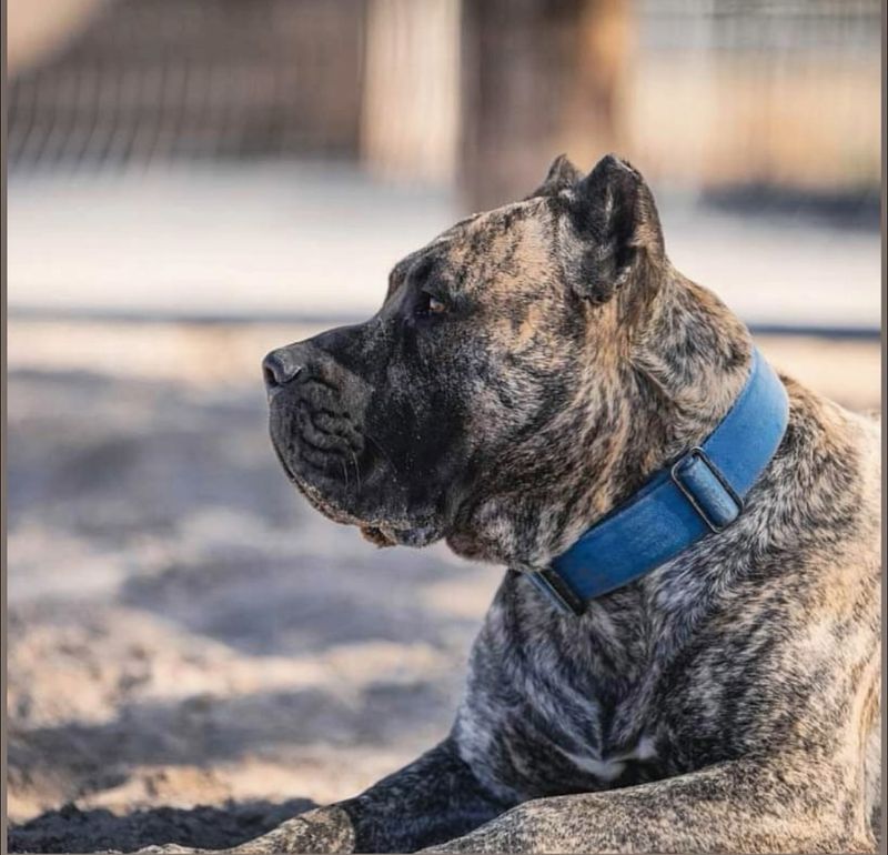 Perro de Presa Canario