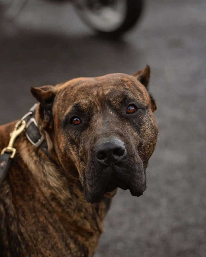 Perro de Presa Canario