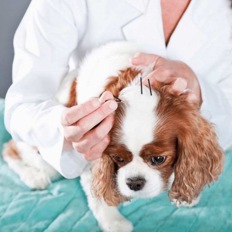 Pet Acupuncture