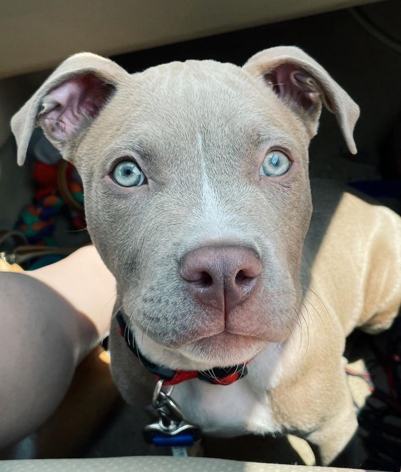 Pit Bull