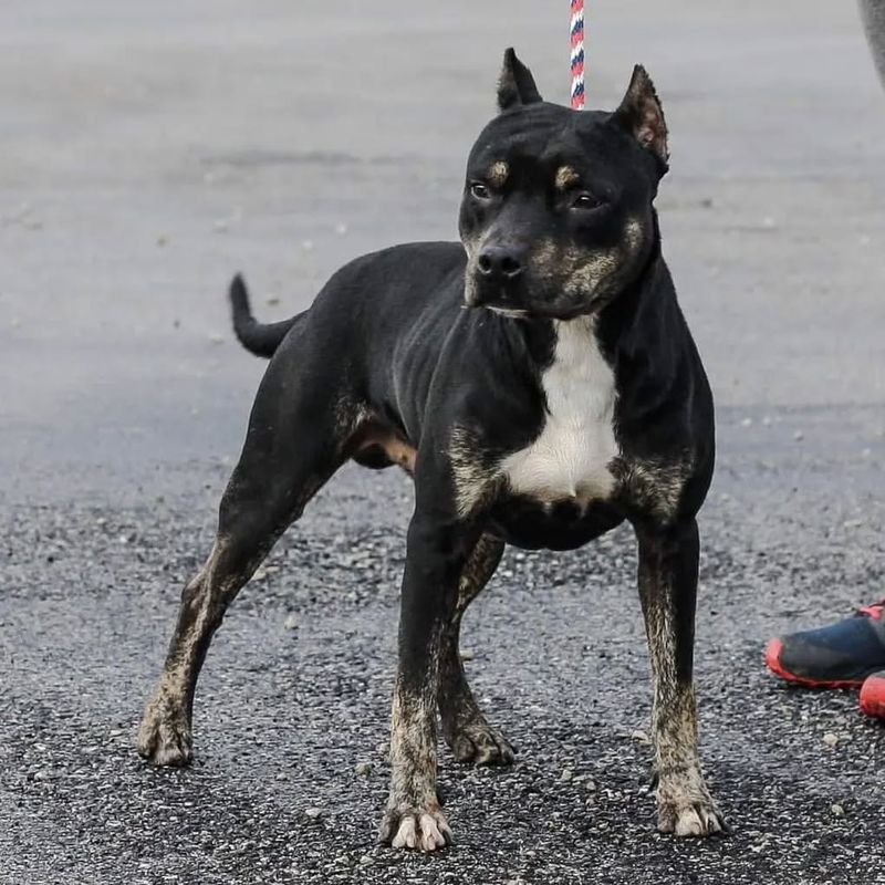 Pit Bull Terrier