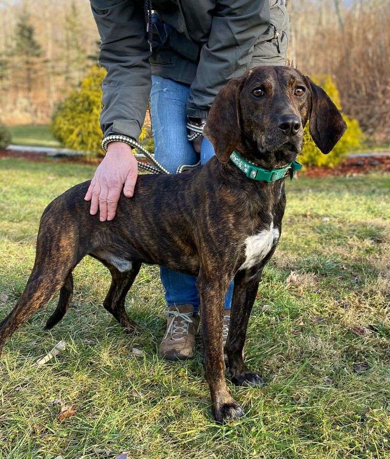 Plott Hound