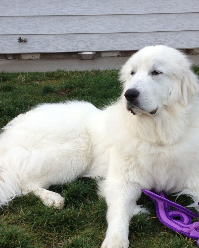 Polish Tatra Sheepdog