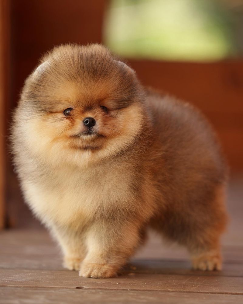 Pomeranian