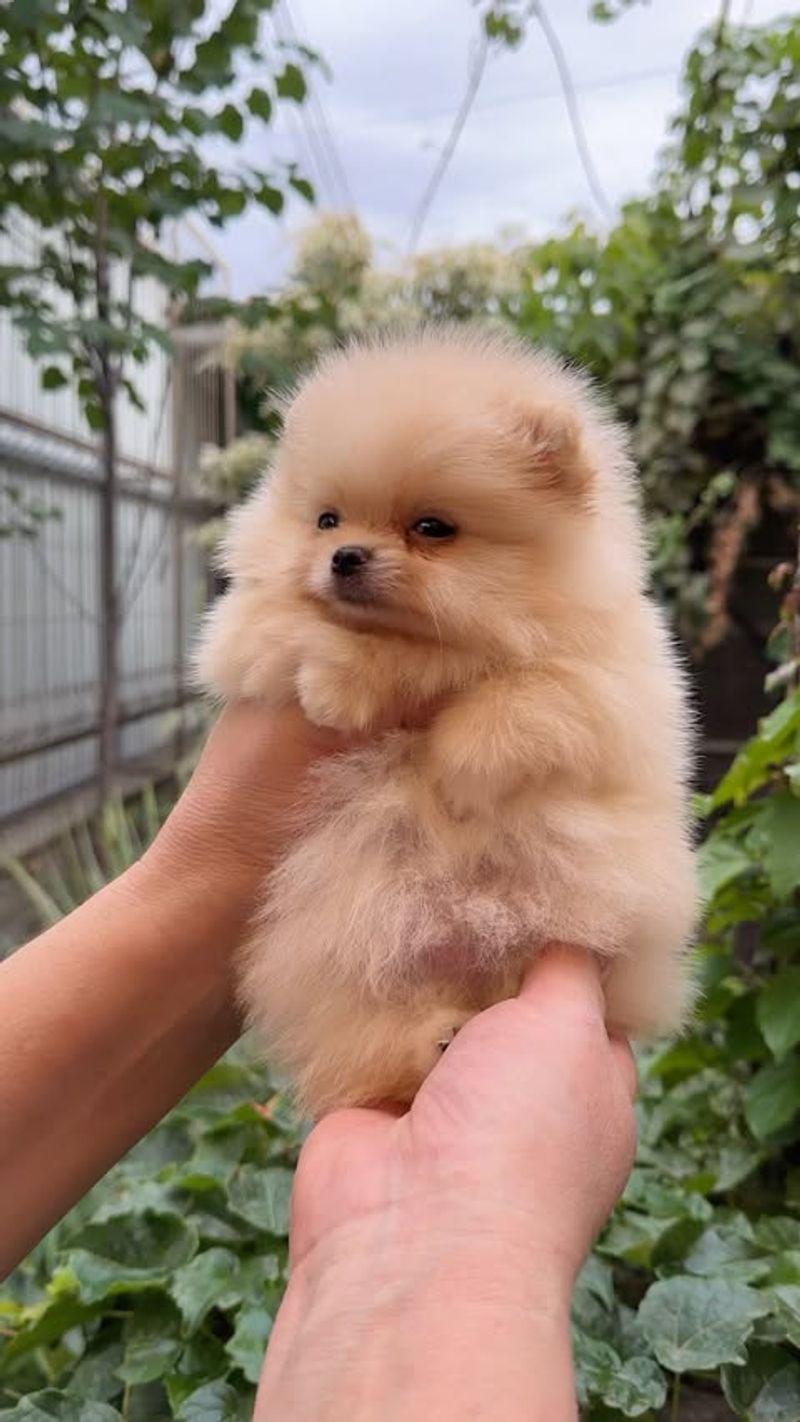 Pomeranian