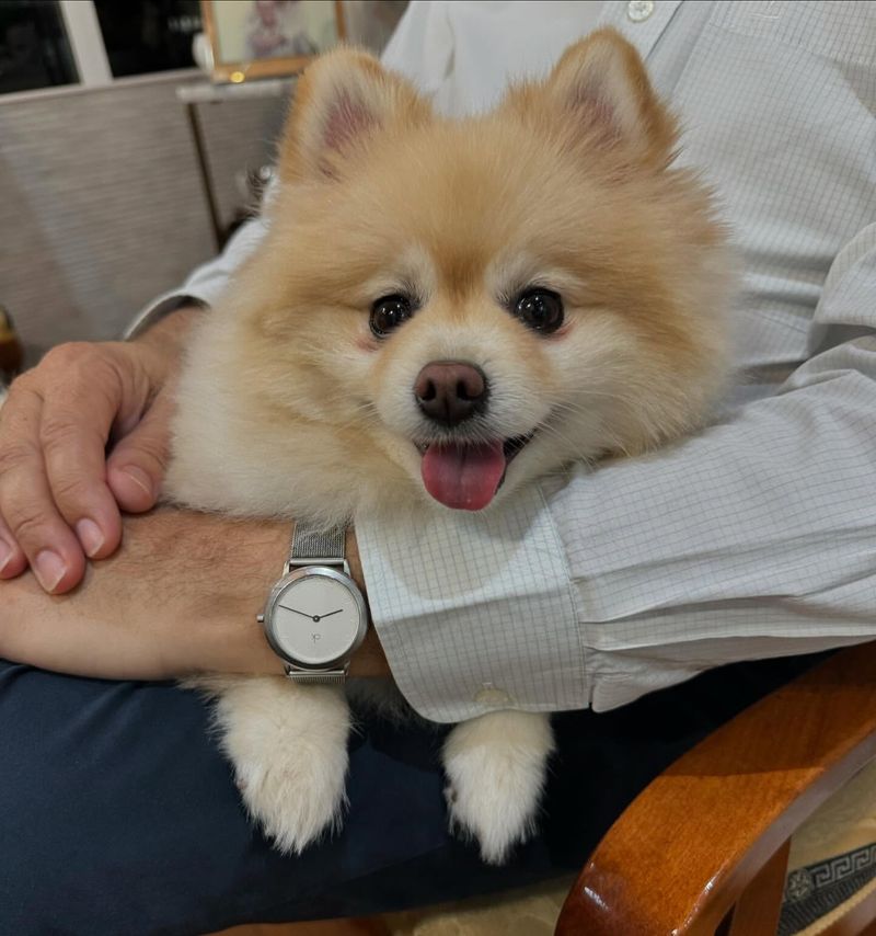 Pomeranian