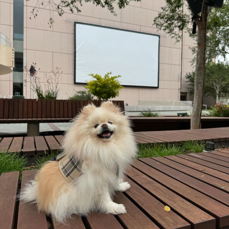 Pomeranian