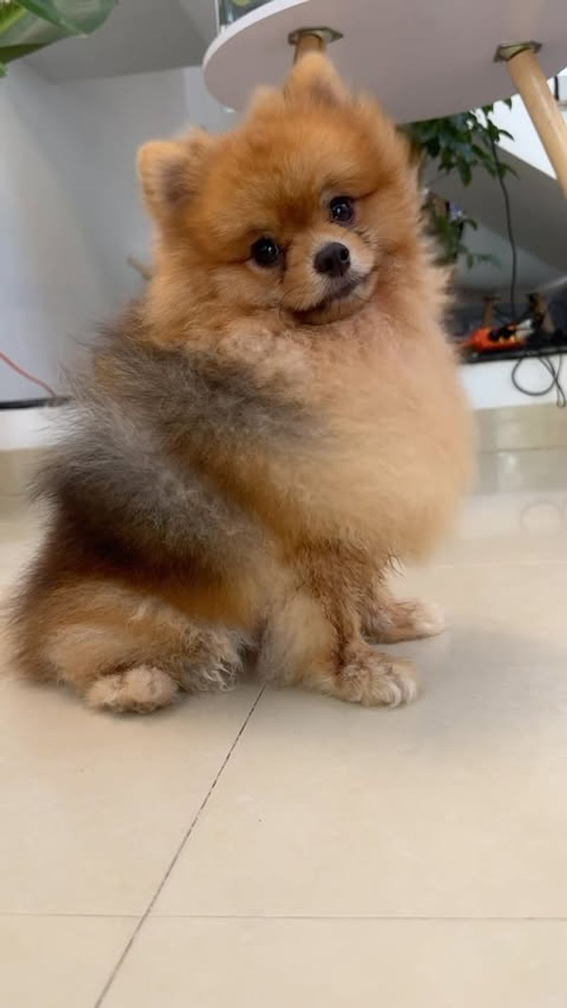 Pomeranian