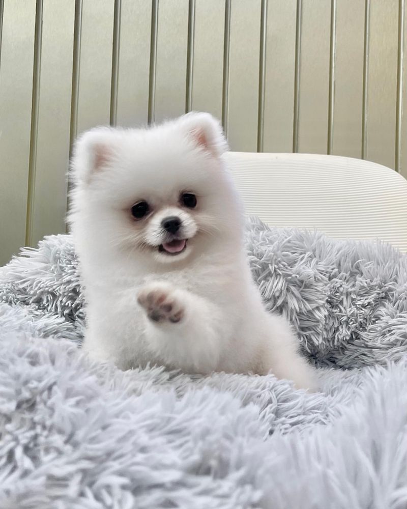 Pomeranian