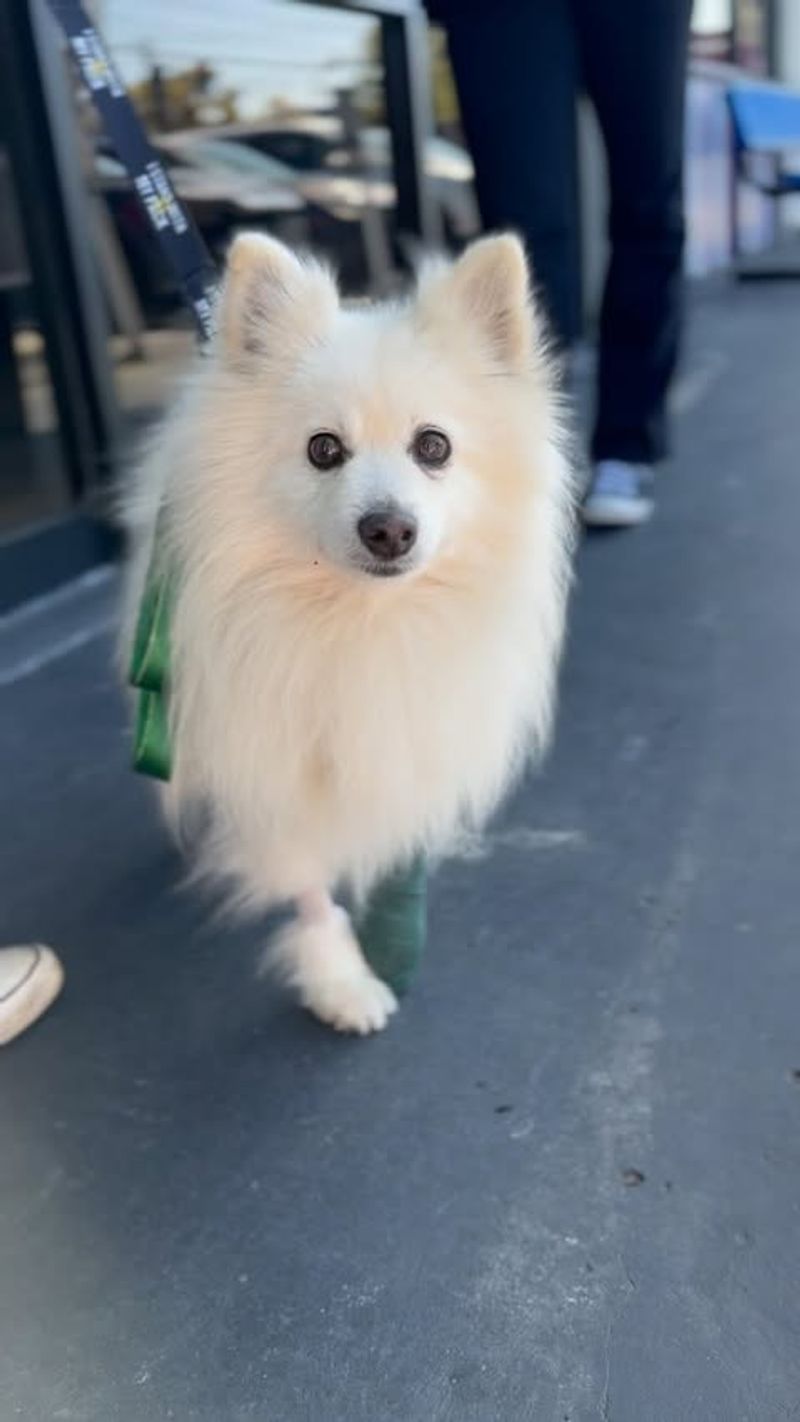 Pomeranian