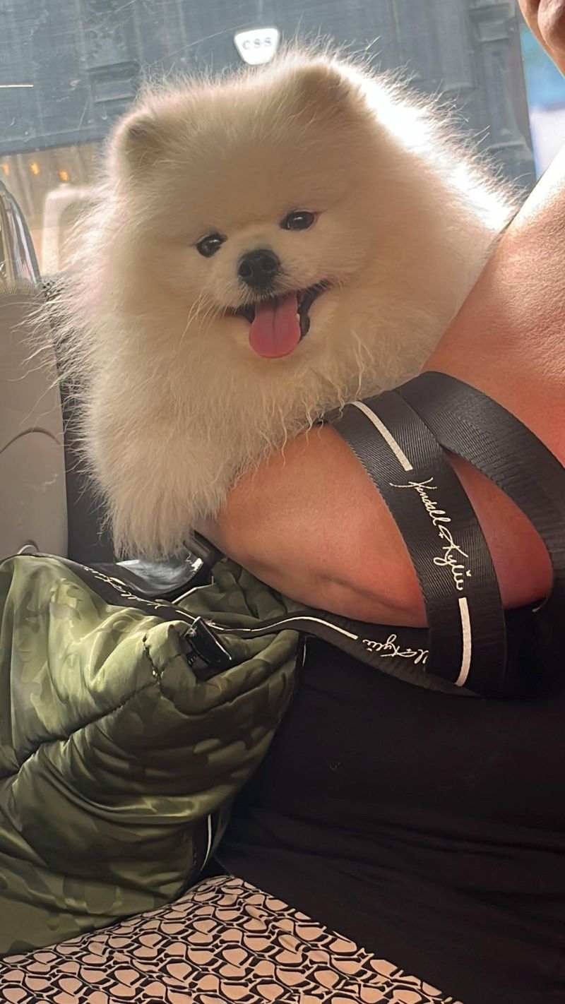 Pomeranian