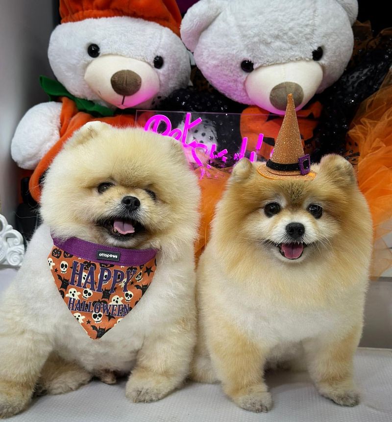 Pomeranian